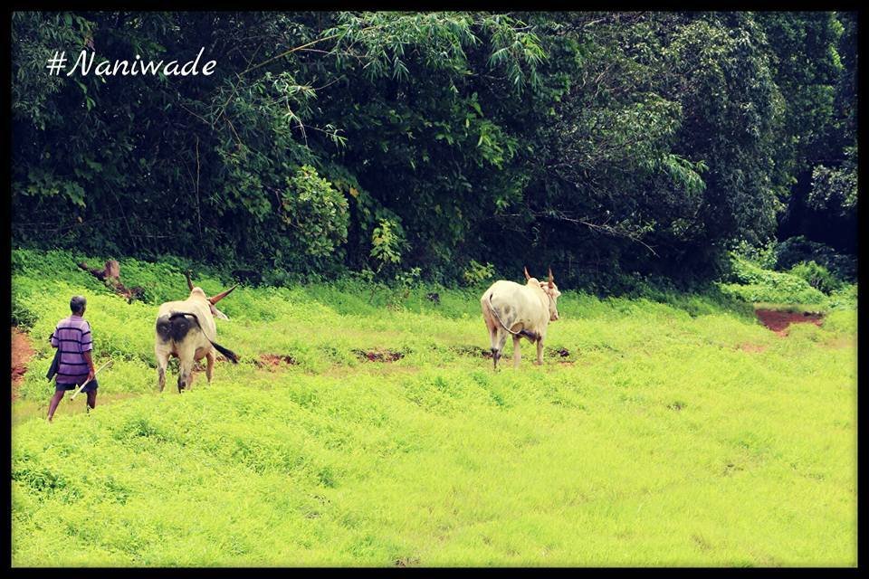 Nanivade Village View